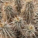 Echinocereus engelmannii Blatt