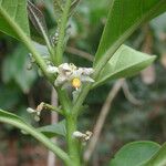 Solanum nudum Flower