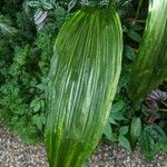 Calanthe tankervilleae Leaf