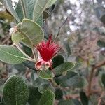 Feijoa sellowiana 花