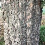 Acer opalus 樹皮