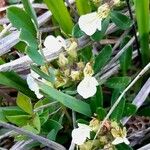 Teucrium montanum Λουλούδι