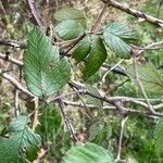 Rosa canina Liść