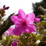 Rhododendron saluenense फूल