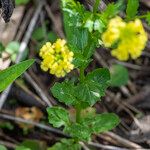 Barbarea stricta Leaf