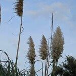 Cortaderia selloanaVrucht