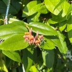 Lonicera acuminata Flor