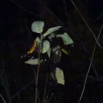 Cotoneaster neo-antoninae