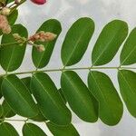 Cassia javanica Φύλλο