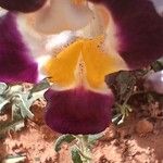 Cistanche violacea Flower