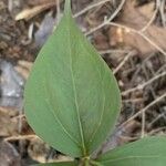 Trillium undulatum برگ