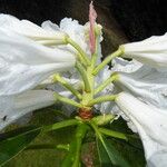 Rhododendron glanduliferum Flor