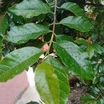 Campomanesia phaea Leaf