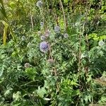 Echinops bannaticus Hábito