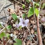 Viola rostrata Lorea