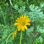 Helianthus occidentalis Flower