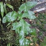 Tectaria heracleifolia Лист