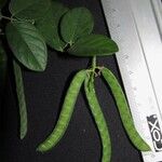 Galactia striata अन्य