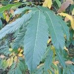 Castanea sativa 叶