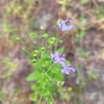 Trichostema dichotomum Λουλούδι