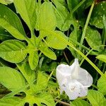 Ipomoea pes-tigridis Flower