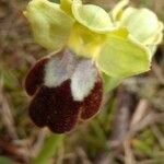 Ophrys lupercalis Mosusu
