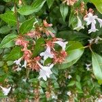 Abelia x grandiflora Flor