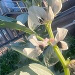 Vicia faba Flower