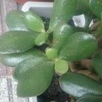 Crassula ovataBlad