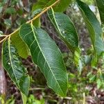 Toona ciliata Leaf