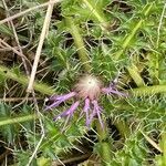 Cirsium acaule Liść