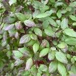 Vaccinium pallidum Hoja