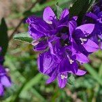 Campanula glomerataKvět