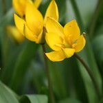 Tulipa dasystemon