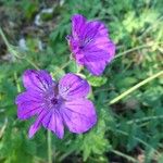 Erodium manescavi ফুল