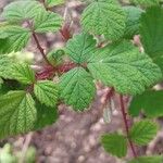 Rubus phoenicolasius Blatt