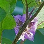Solanum melongena Flower