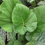 Piper auritum Лист