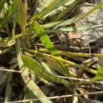 Tolpis staticifolia Blatt