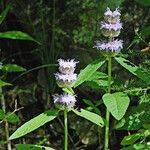 Blephilia ciliata Habit