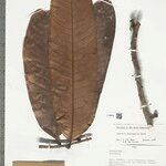 Guatteria megalophylla Leaf