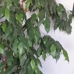 Ficus benjamina ᱥᱟᱠᱟᱢ