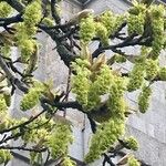 Acer macrophyllum Flor