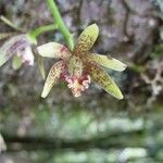 Bulbophyllum muricatum