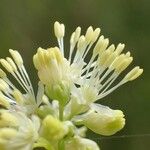 Thalictrum flavum Flower