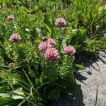 Rhodiola rhodantha Цвят