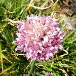 Allium schoenoprasum Flor