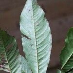 Quiina guianensis Leaf