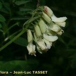 Astragalus frigidus Fiore