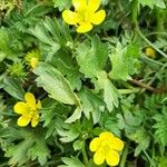 Ranunculus sardous Habit